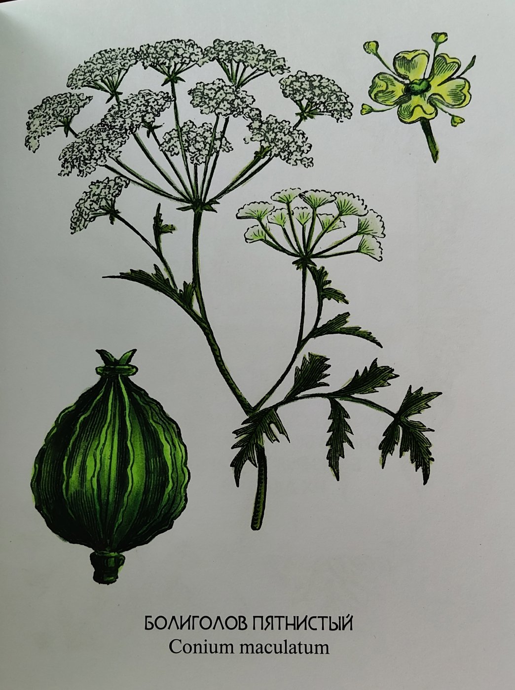 Работа от Alifira