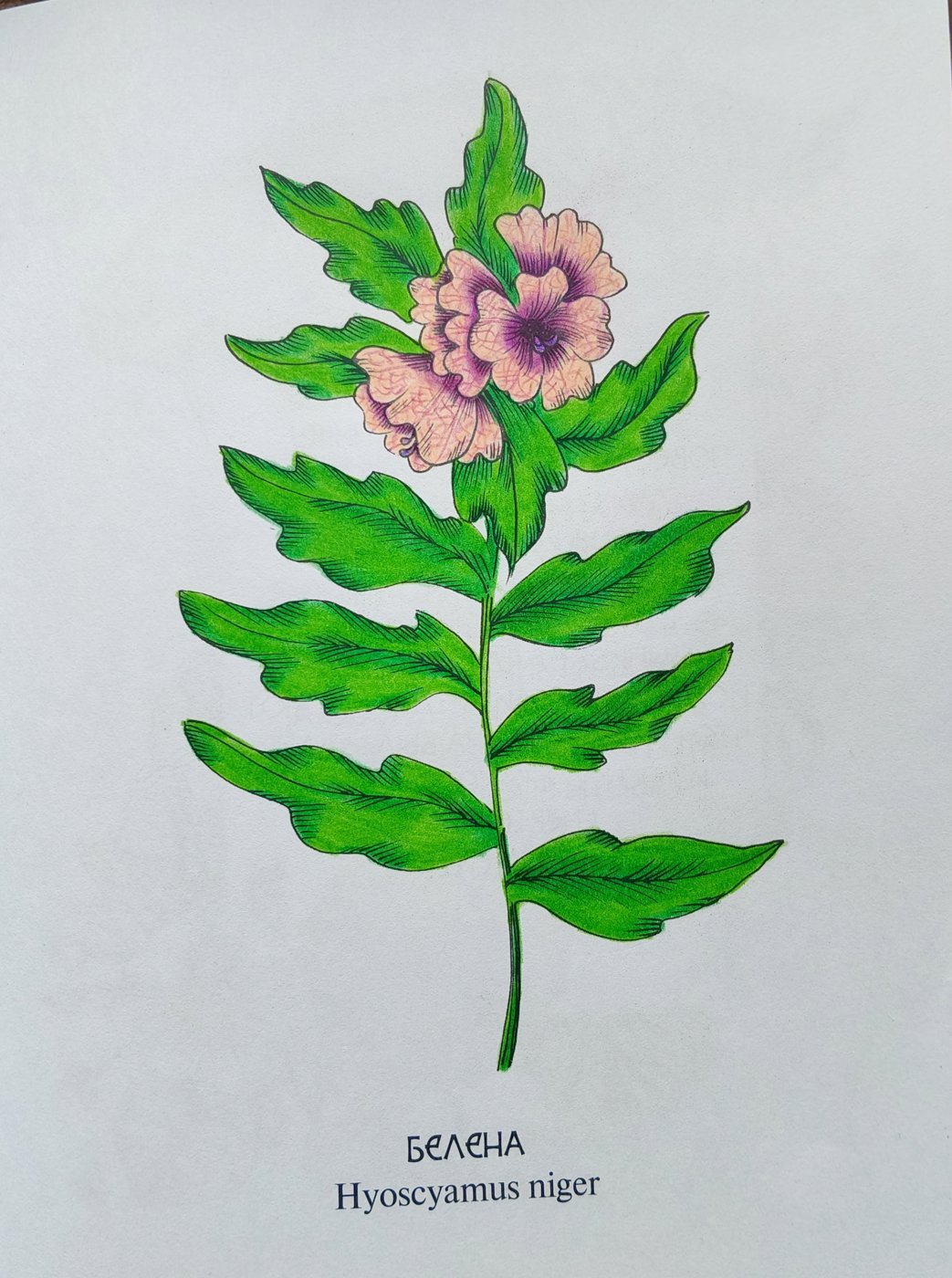 Работа от Alifira