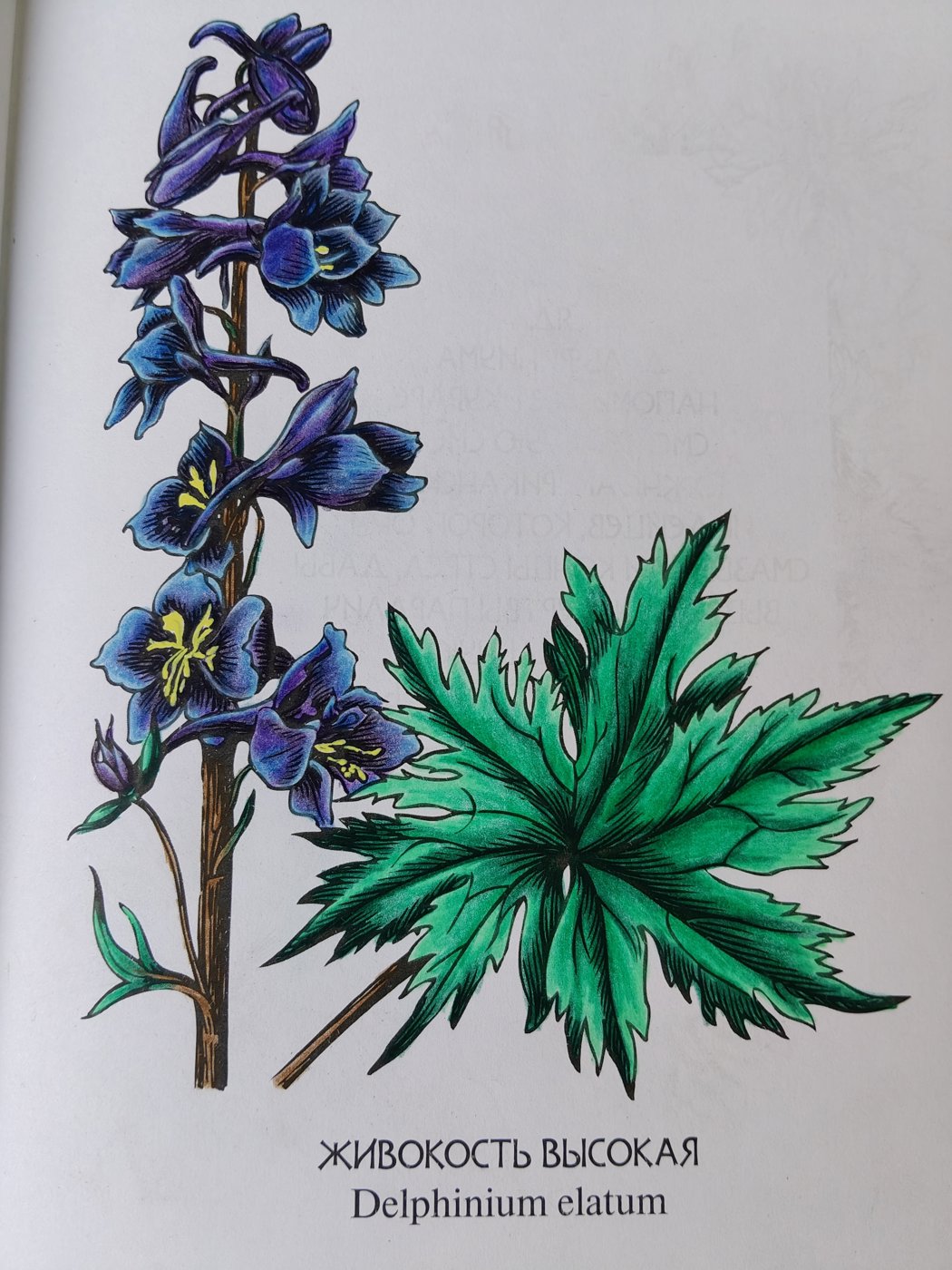 Работа от Alifira