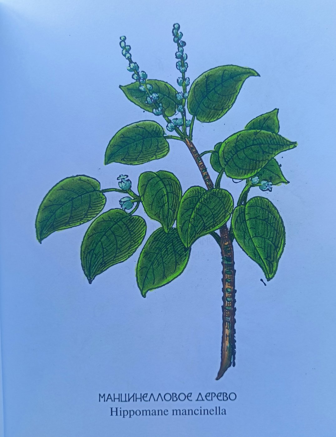 Работа от Alifira