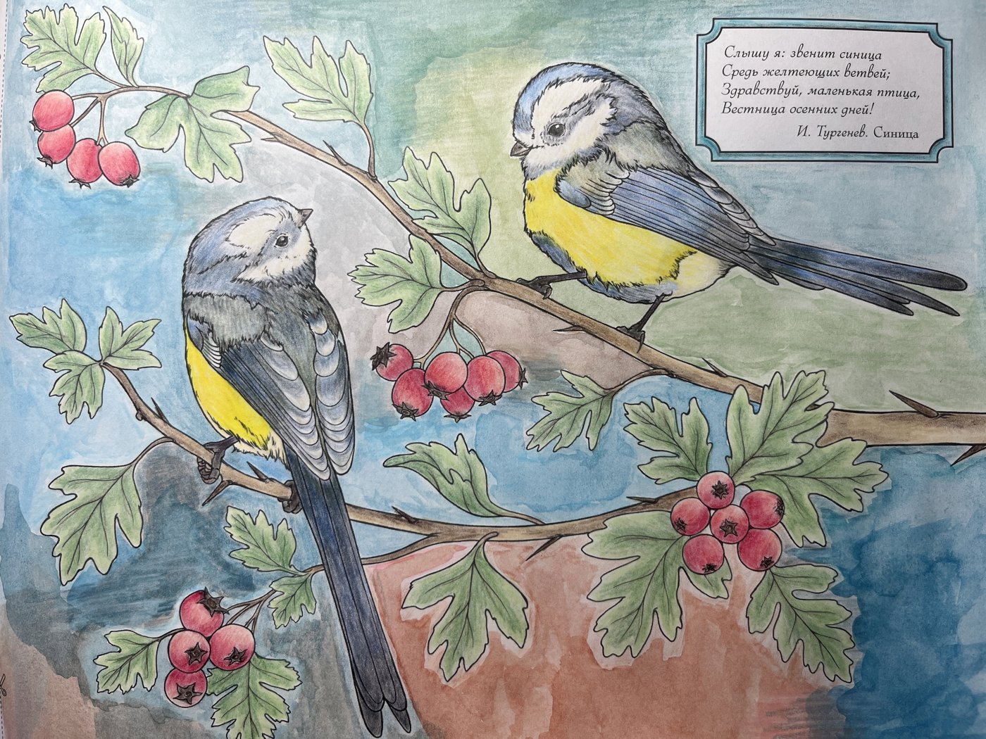 Синицы на ветке от Veronicha