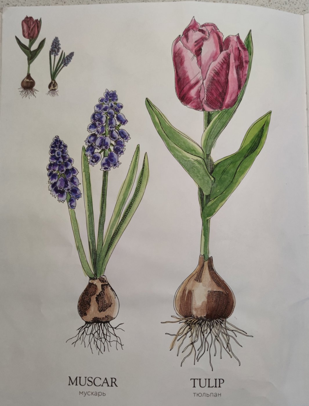 Работа от StarMaiden