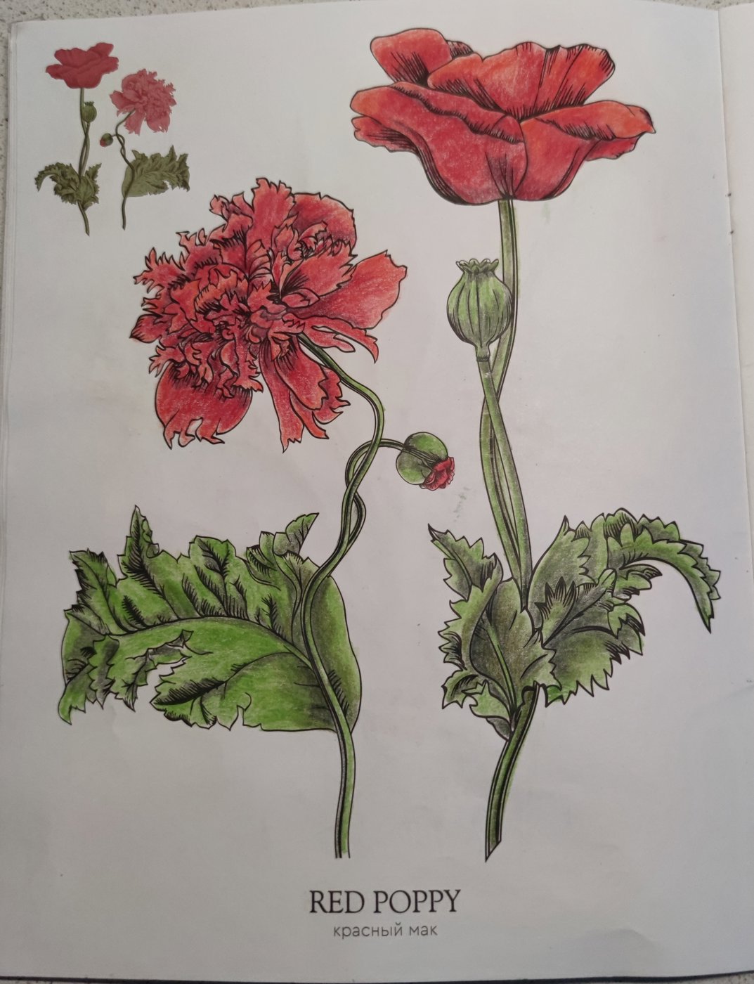 Работа от StarMaiden