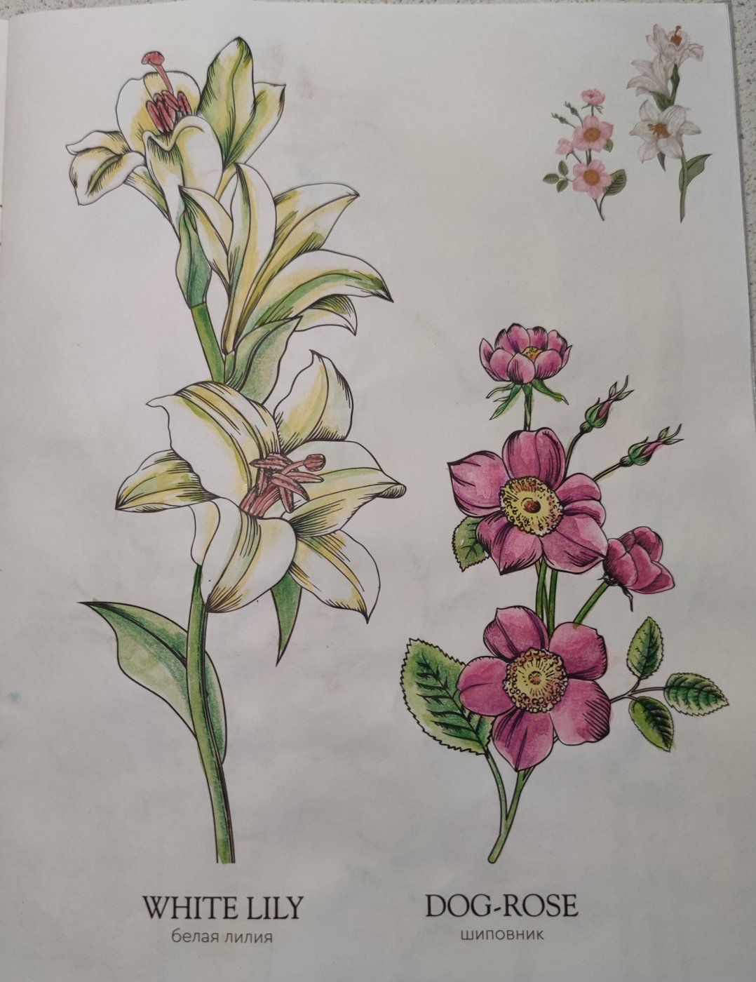 Работа от StarMaiden