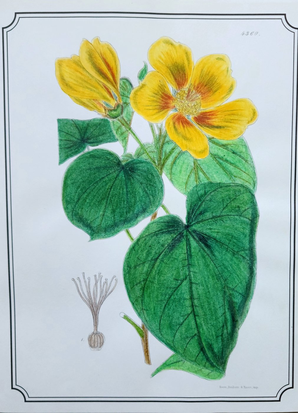 Работа от Anna Ganzevich