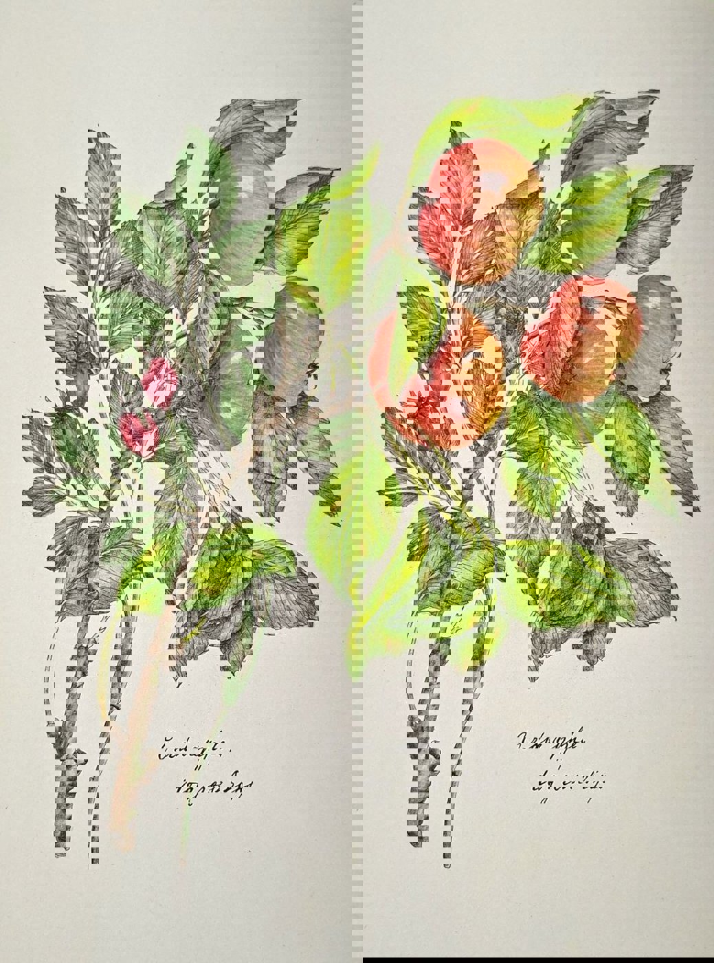 Работа от ChYulia