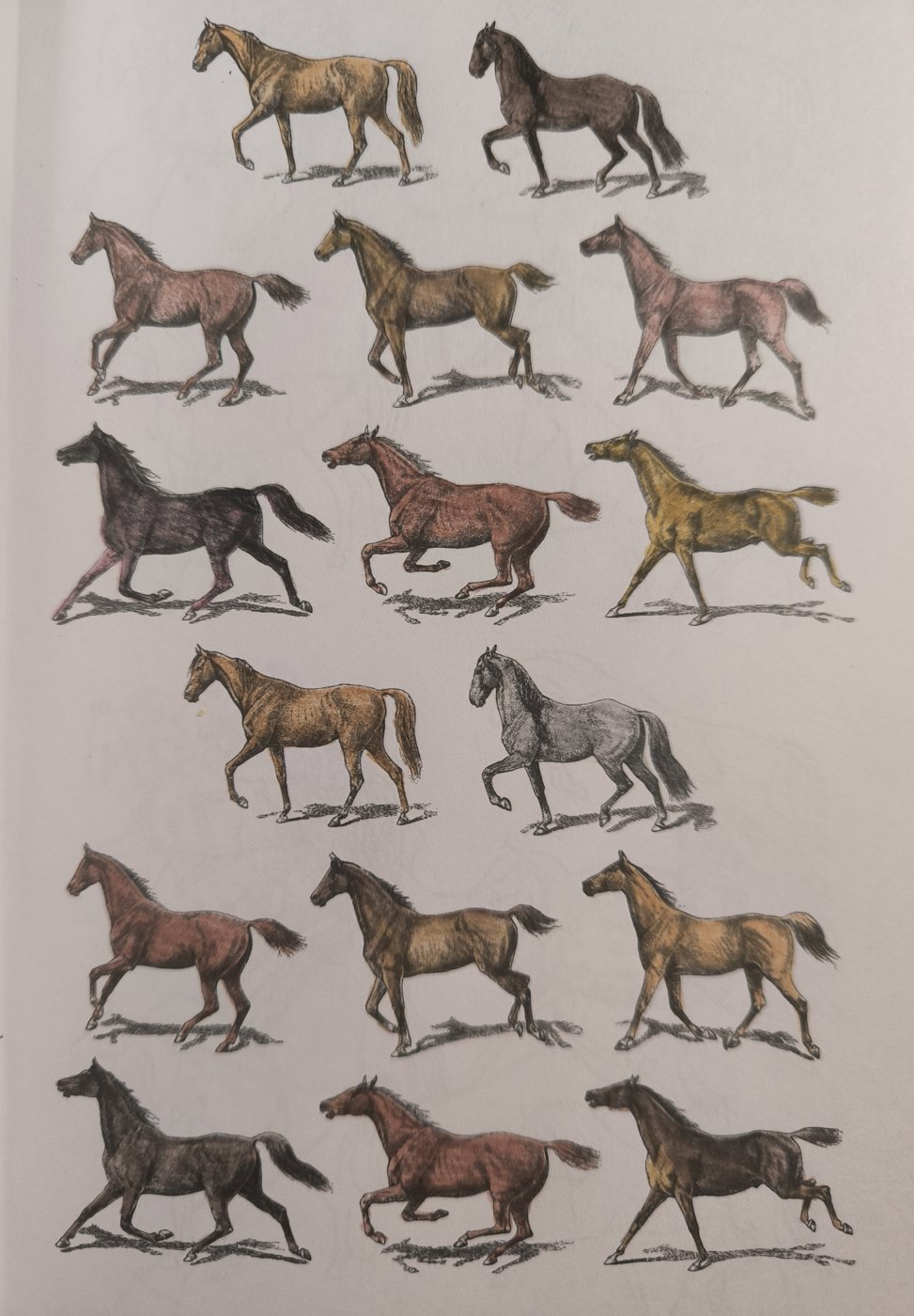 Лошади от VikaS