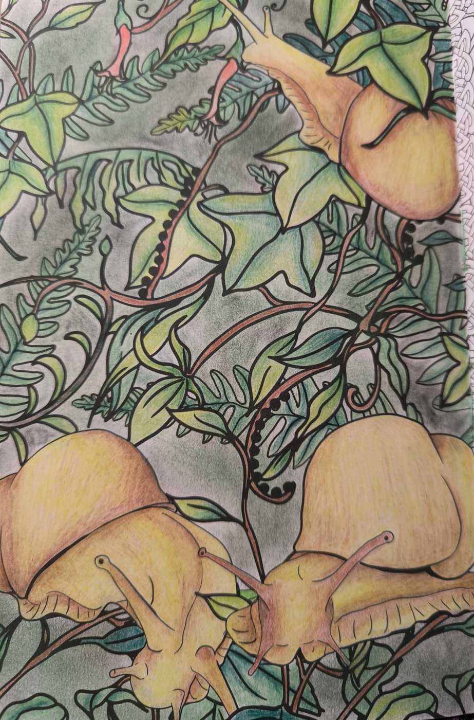 Улитки от VikaS