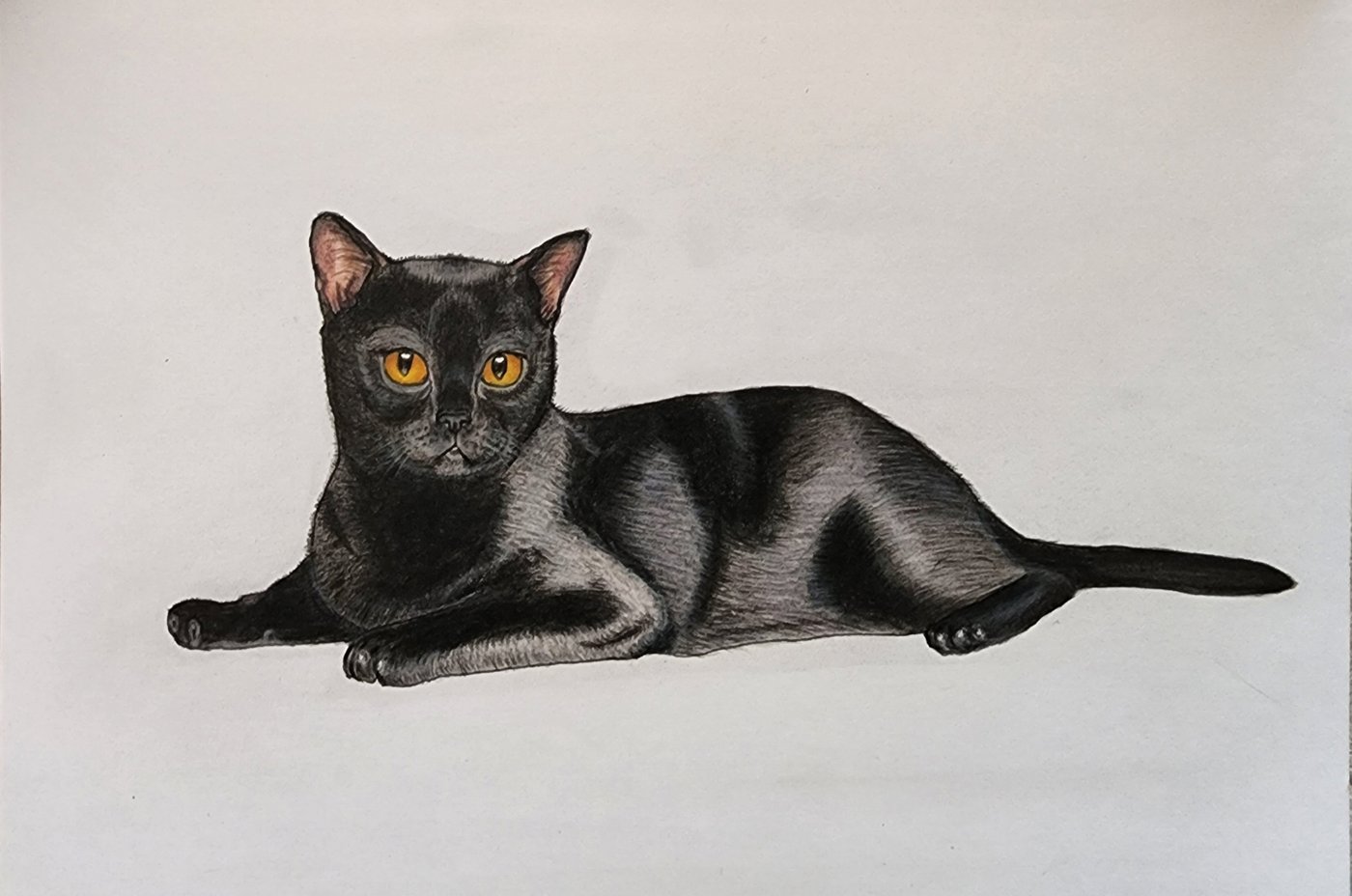 Бомбейский котик от Allitera