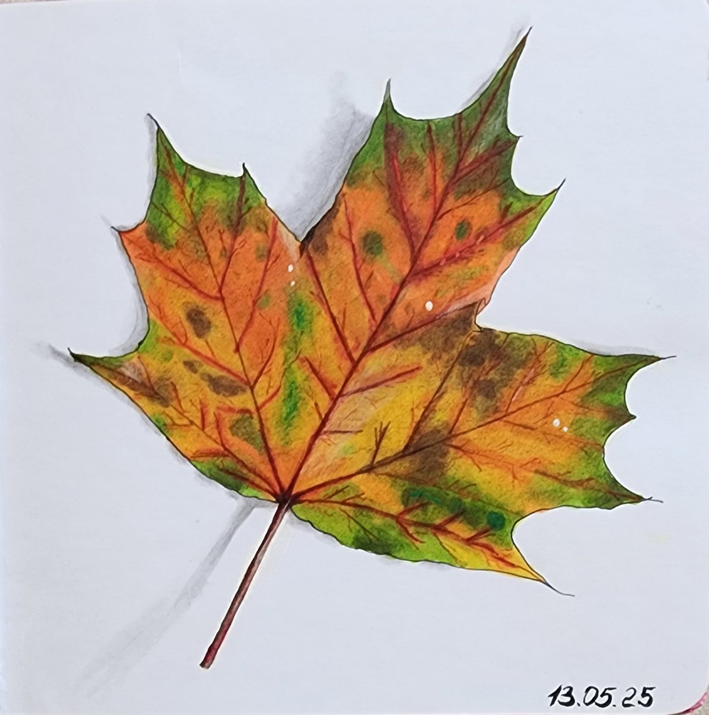 Лист клена от Allitera