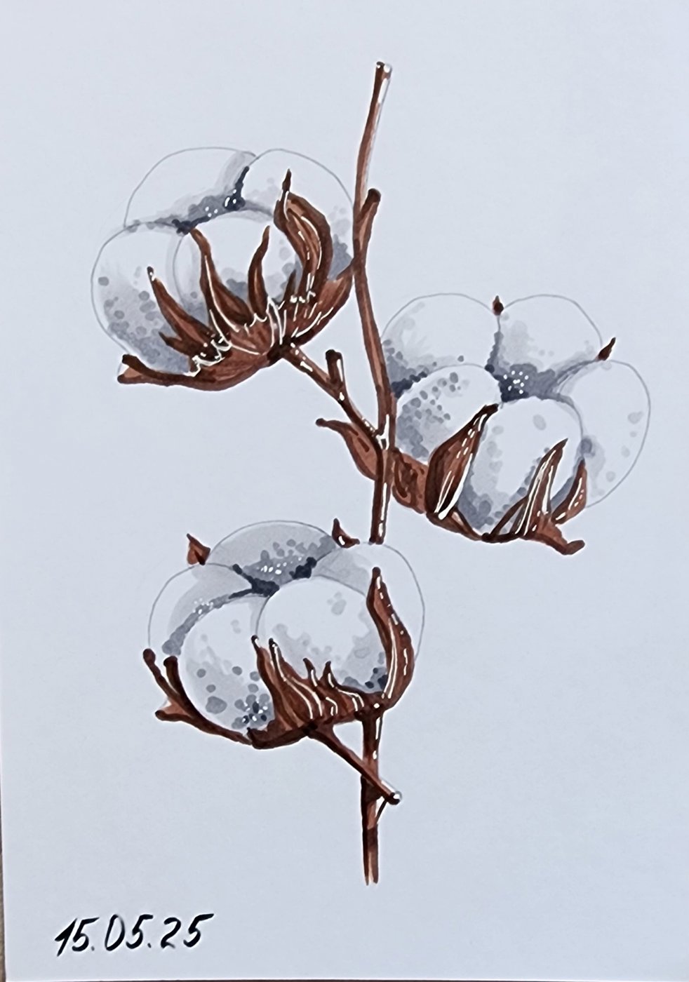 Цветы хлопка от Allitera