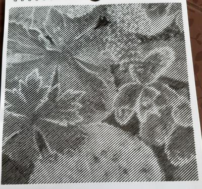 Работа от Veronika Podoplelova