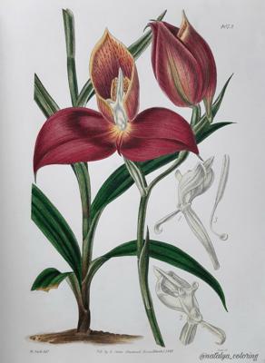 Работа от Natalya_coloring