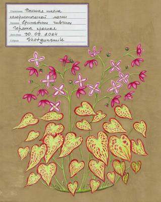 Горянка красная от Shotgunsmile