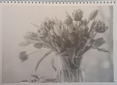 4.2 Тюльпаны от Navcitana