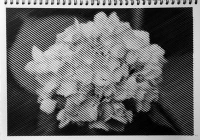 Гортензия от vale-tina