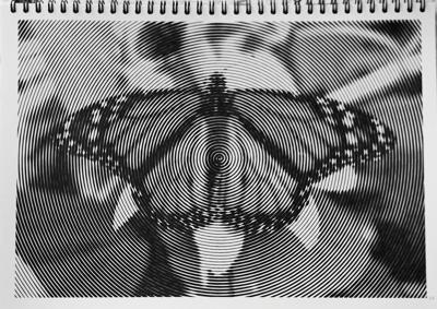 Бабочка от vale-tina