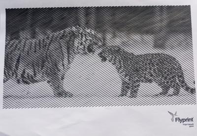 Дикие кошки от Anika Berg