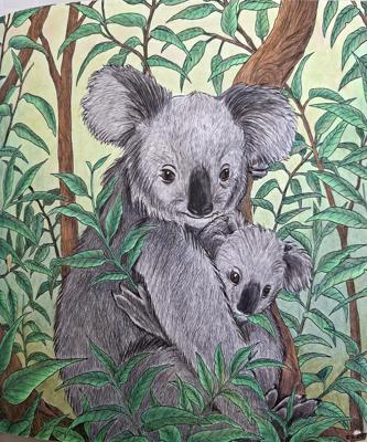 Коала от bazderaa