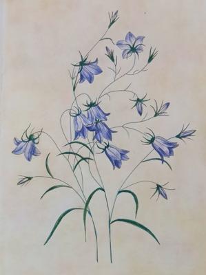 Колокольчик ложечницелистный от procyonna