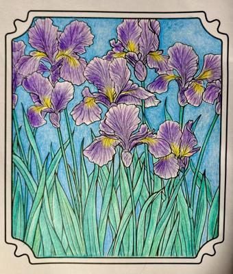 Ирис от Elysa SunTabby