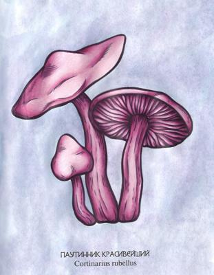 Работа от dashook