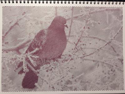 Голубь от VikaS