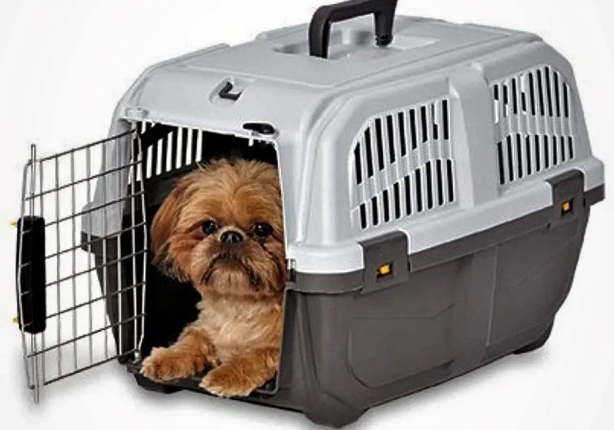 Переноска для кошек аренда