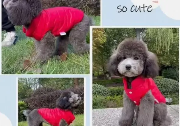 Одежда для животных