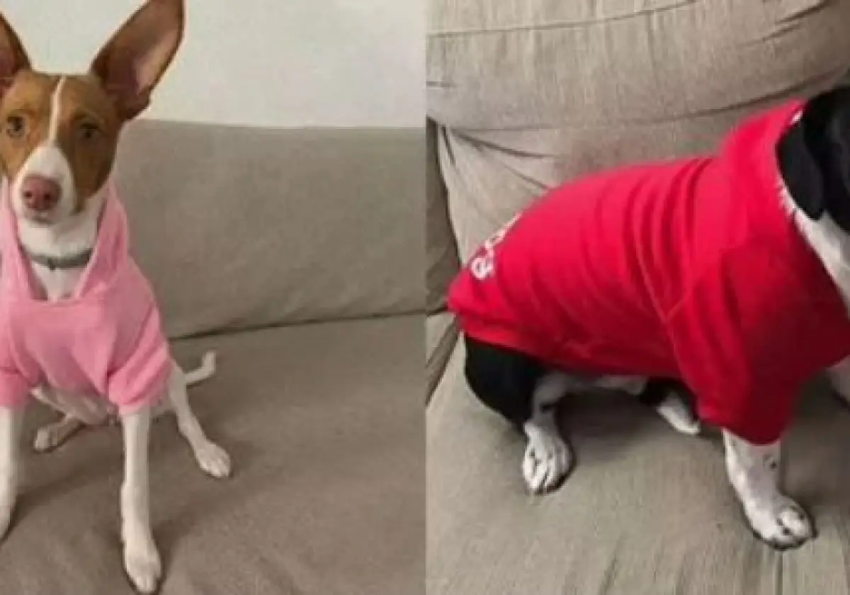 Одежда для животных