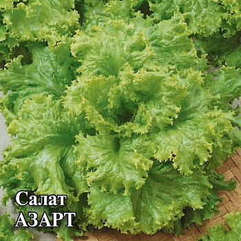 салат азарт 10,0 г листовой