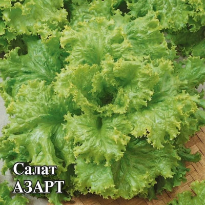салат азарт 10,0 г листовой