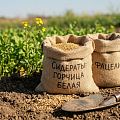 сидераты