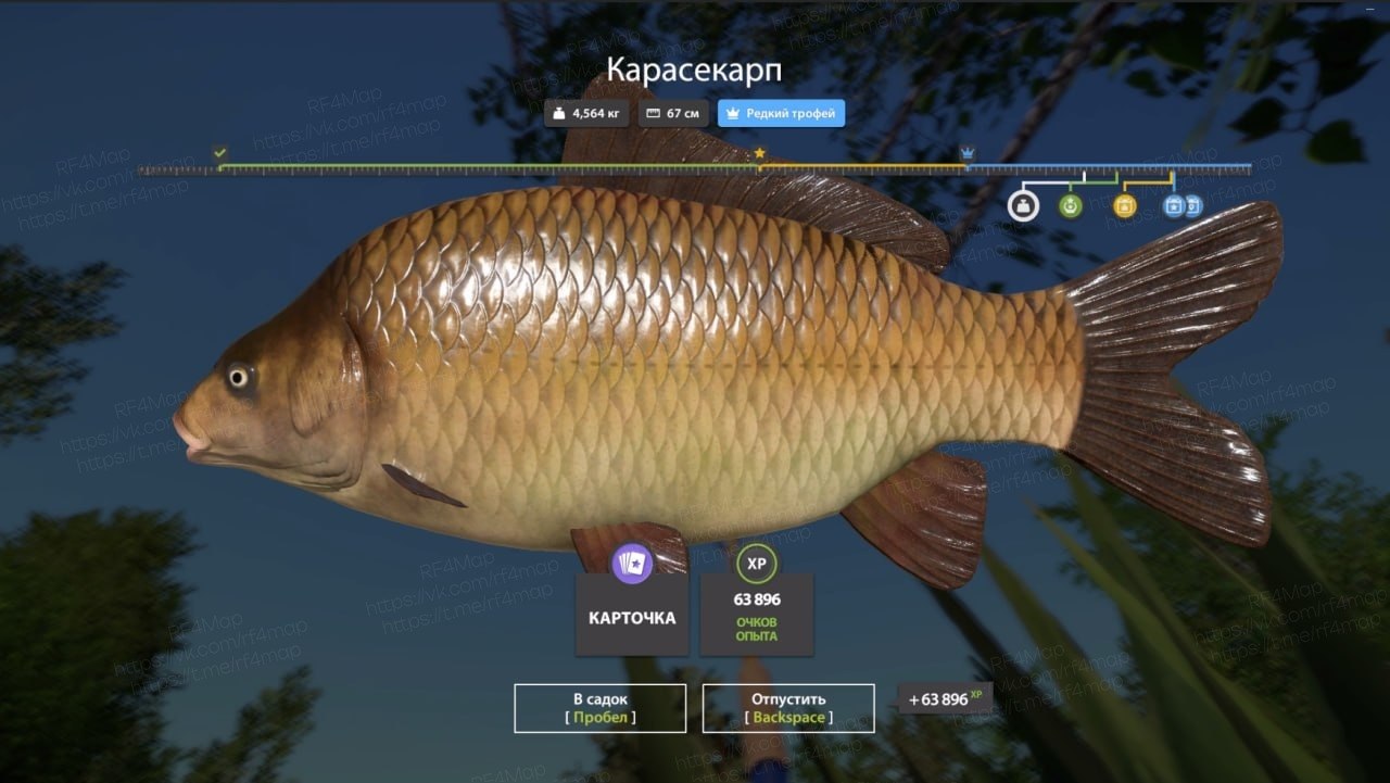 Copper Lake — Trophy