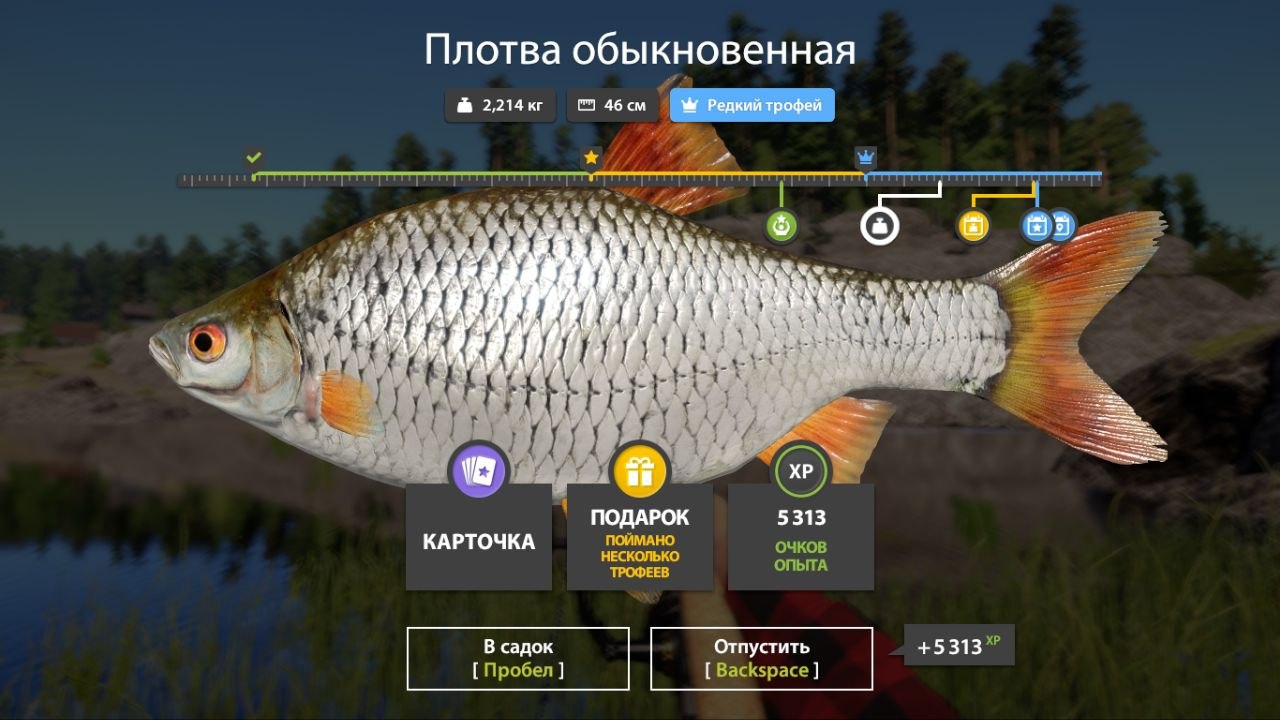 Ладожское озеро — Трофей