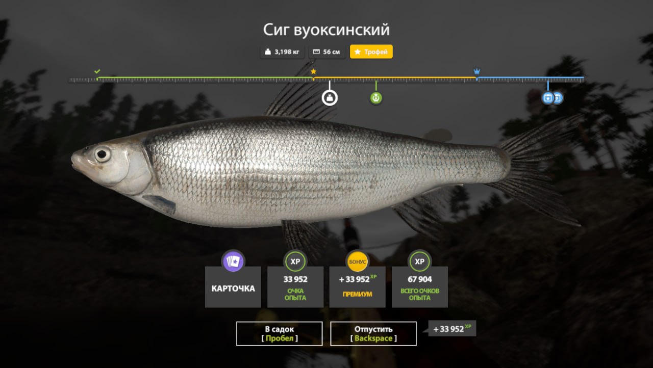 Ladoga Lake — Trophy