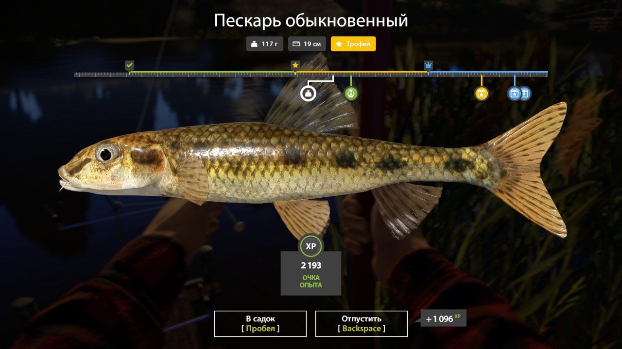 Winding Rivulet — Trophy