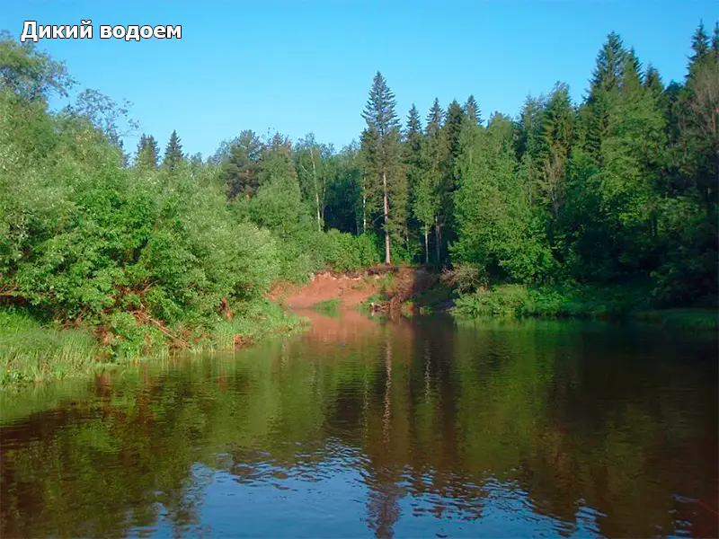 Дикий водоем