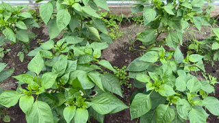 Перцам во время цветения — первым делом: перемешайте 1 л с водой — плоды даст каждая завязь