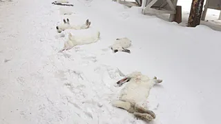 В Нижнекамске стая бродячих собак загрызла кур, кроликов и козу