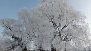 Приметы и запреты на 9 декабря: тот самый Юрьев день