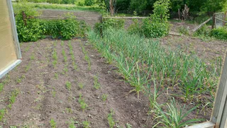 Теперь никаких перекопанных грядок. Сажаю по-новому — спина сказала спасибо, а растения прживаются отлично