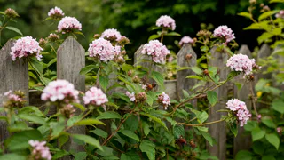 Сажаю вдоль забора дивный ароматный многолетник − клещи боятся подходить: «щит» от кровососов на страже огорода