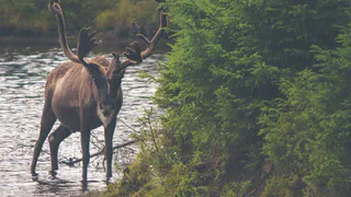 В Пензенской области осудили мужчину за незаконную охоту на лося