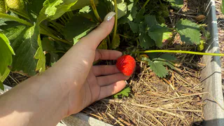 Как только клубника зацвела — первым делом: бутылек под корень — кусты фонтанируют крупной сочной ягодой