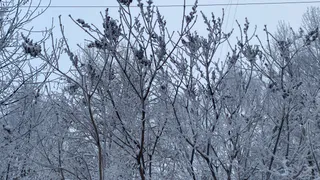 26 января Коми встретит новую неделю с ветром и снегом, а на северо-востоке метелями