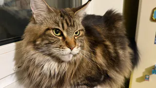 Рязанскому пенсионеру грозит тюрьма за найденную его котом винтовку