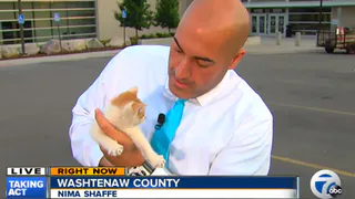 Рязань не в тренде - выкидывают кошек из окна, а в Америке журналист вышел в эфир с бездомным котенком