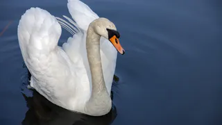 Почему охотники никогда не едят лебедя, хотя там очень много мяса. Гусей же едят. Что не так с этой птицей