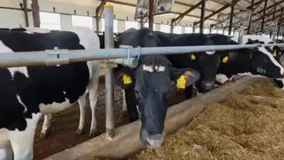 200 миллионов рублей вложено в новый животноводческий комплекс в Судогодском районе